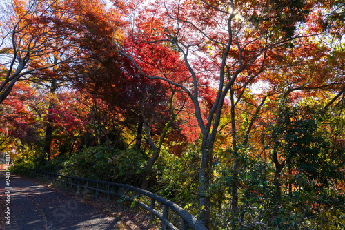 日本の風景・秋　東京都　紅葉の多摩湖・狭山公園