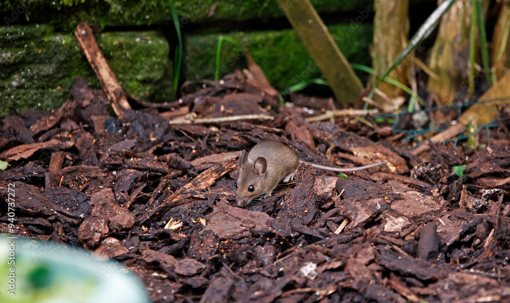 Woodmice foraging under the bird feeders Woodmice foraging under the bird feeders