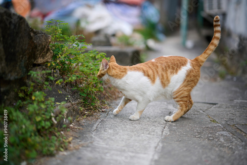 A cute stray cat in Cha Kwo Ling, Hong Kong  photo