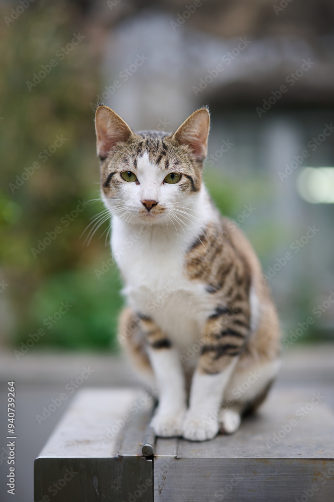 A cute stray cat in Cha Kwo Ling, Hong Kong A cute stray cat in Cha Kwo Ling, Hong Kong