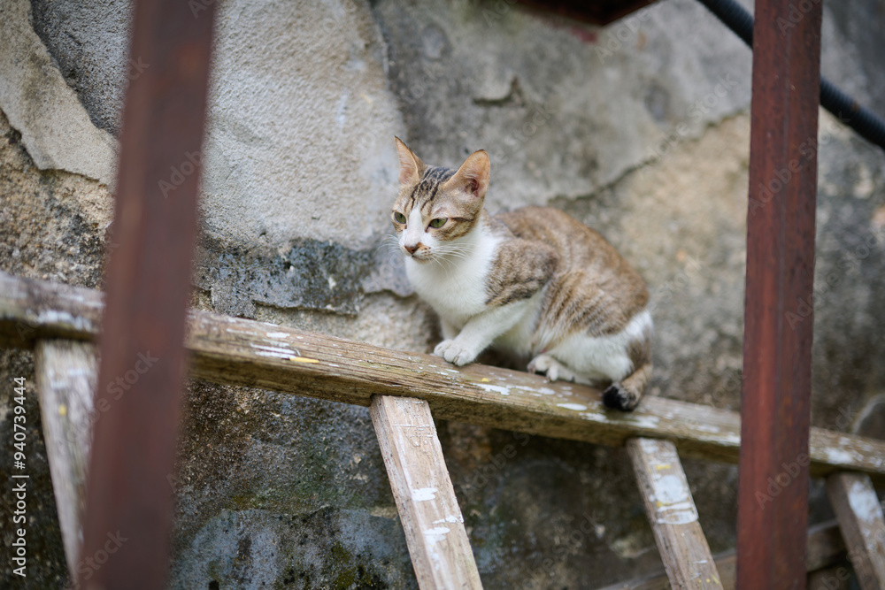 A cute stray cat in Cha Kwo Ling, Hong Kong A cute stray cat in Cha Kwo Ling, Hong Kong