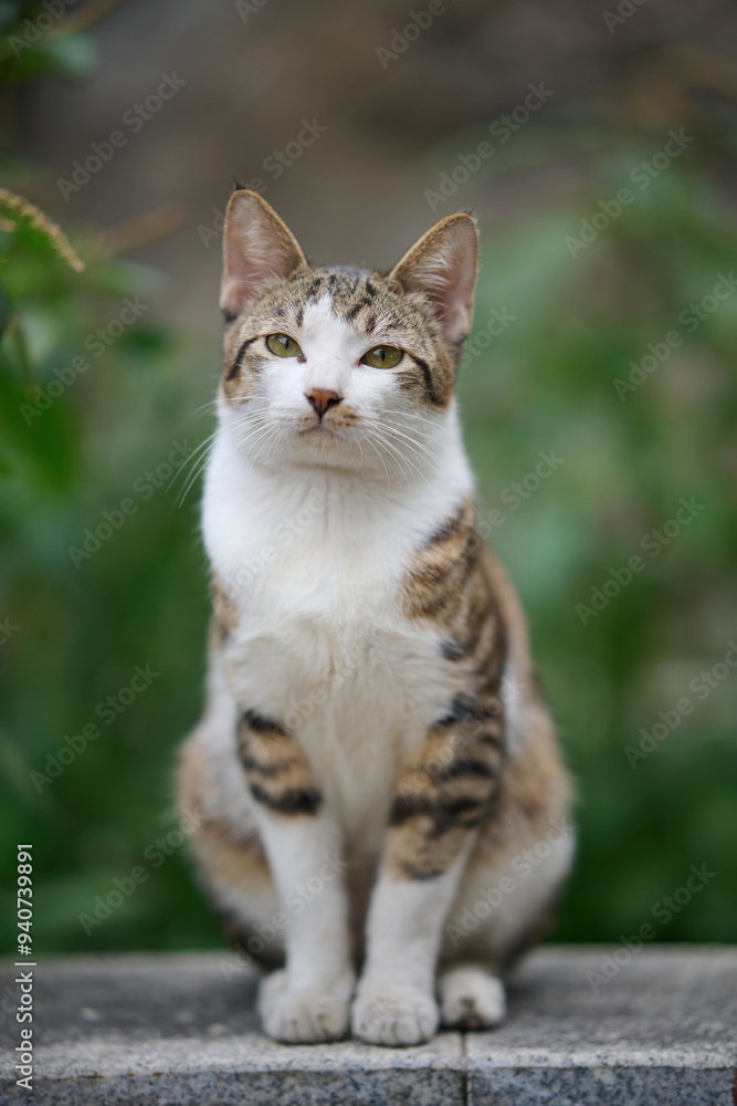 A cute stray cat in Cha Kwo Ling, Hong Kong A cute stray cat in Cha Kwo Ling, Hong Kong