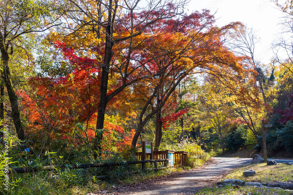 Naklejka premium 日本の風景・秋 東京都 紅葉の多摩湖・狭山公園