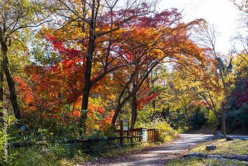 日本の風景・秋　東京都　紅葉の多摩湖・狭山公園