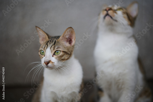 A cute stray cat in Cha Kwo Ling, Hong Kong  photo