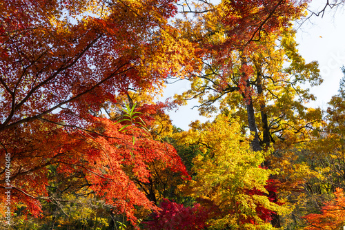 日本の風景・秋 東京都 紅葉の多摩湖・狭山公園