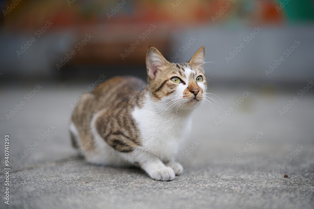 A cute stray cat in Cha Kwo Ling, Hong Kong A cute stray cat in Cha Kwo Ling, Hong Kong