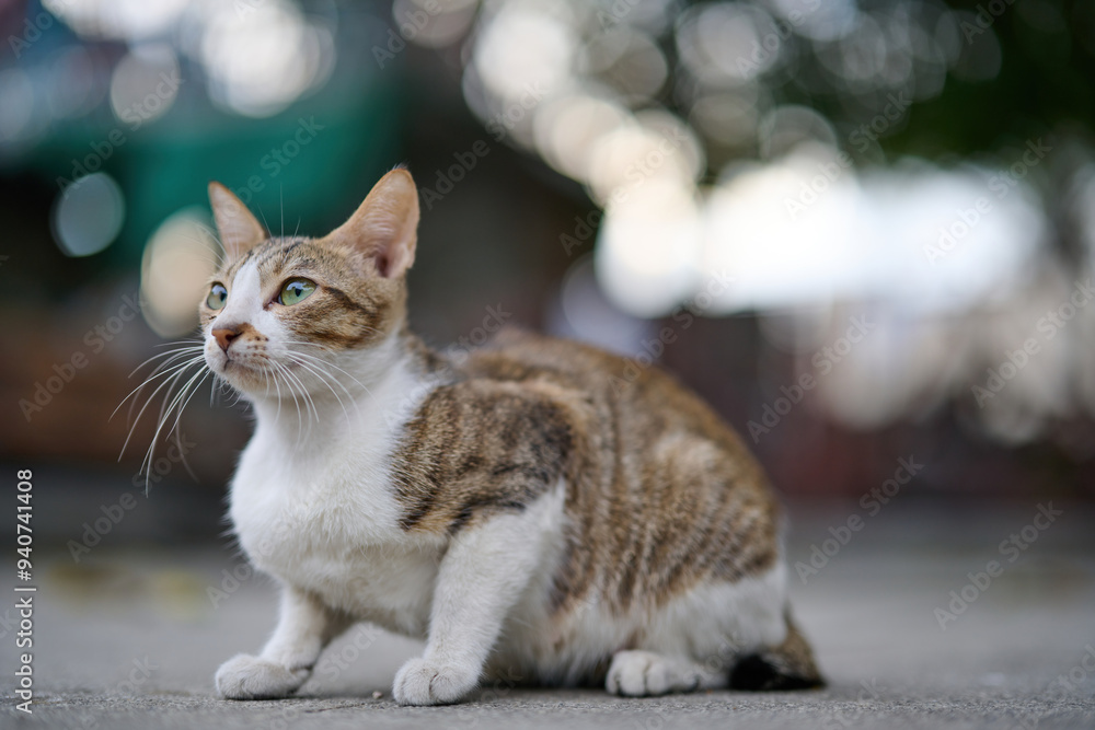 A cute stray cat in Cha Kwo Ling, Hong Kong A cute stray cat in Cha Kwo Ling, Hong Kong