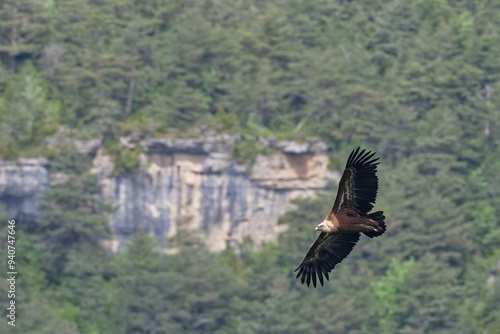 Fényképezés vautour fauve - gyps fulvus