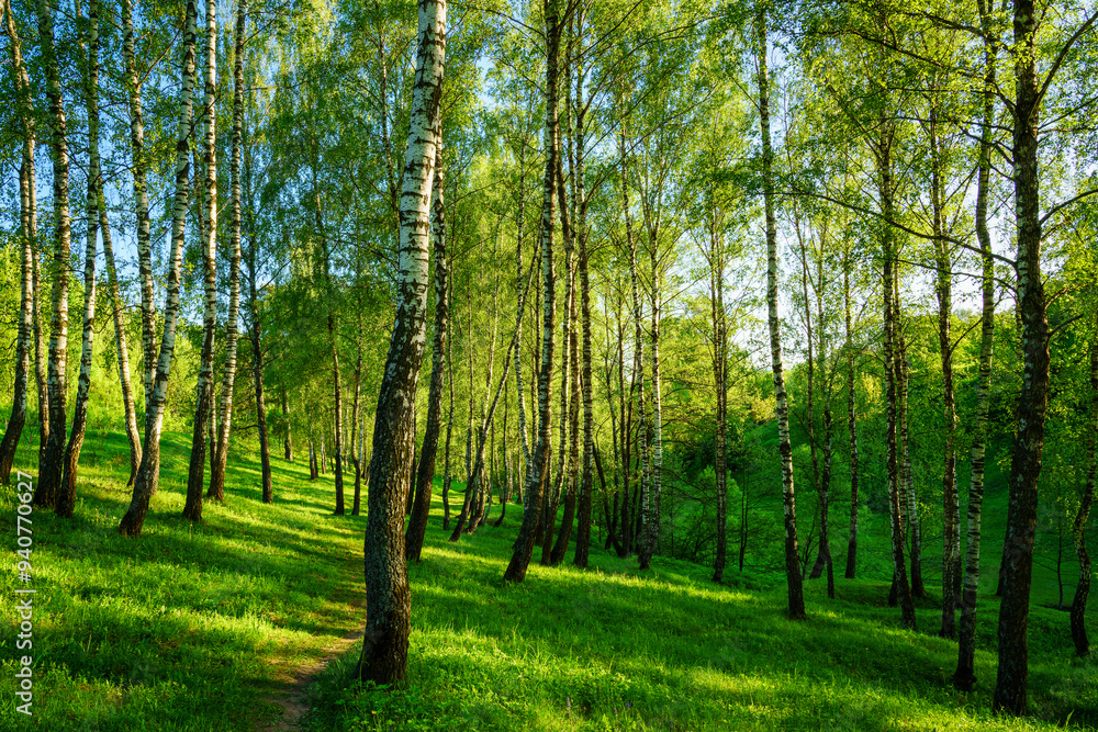 Grove of birches with young green leaves at sunset or sunrise in spring or summer. Grove of birches with young green leaves at sunset or sunrise in spring or summer.