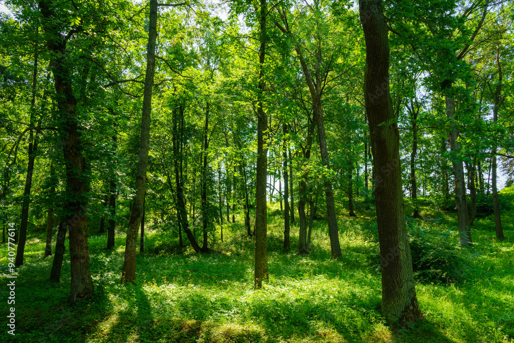 Park with lush green trees during the daytime in summer. Park with lush green trees during the daytime in summer.