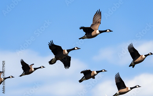 Canada goose flying in group. wild duck sign and symbol..