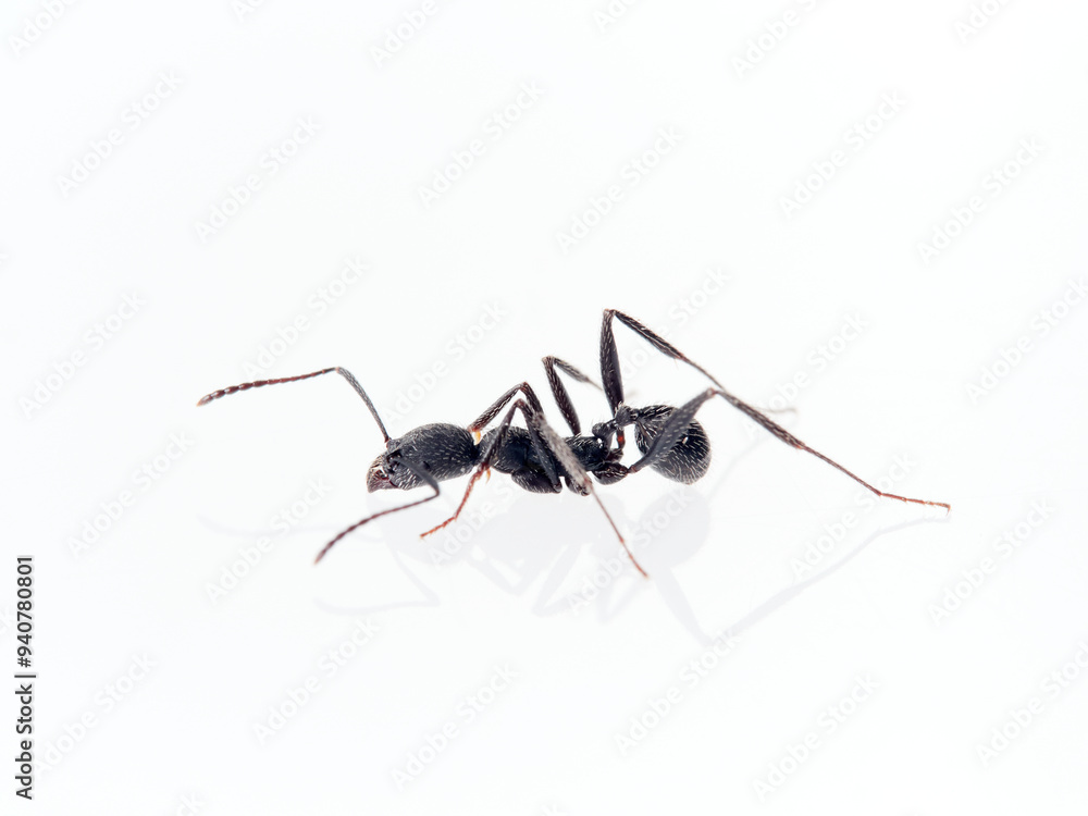 Black ant with hairs on a white background. Aphaenogaster senilis. Black ant with hairs on a white background. Aphaenogaster senilis.