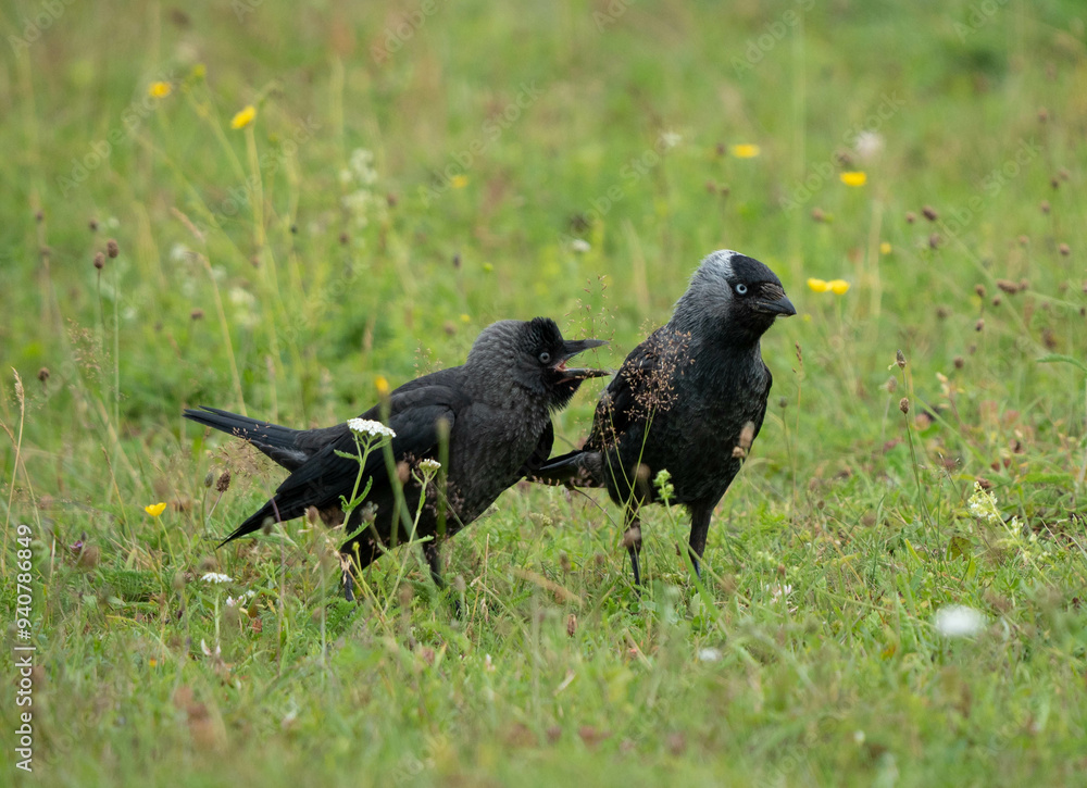The western jackdaw (Coloeus monedula) feeds a baby.