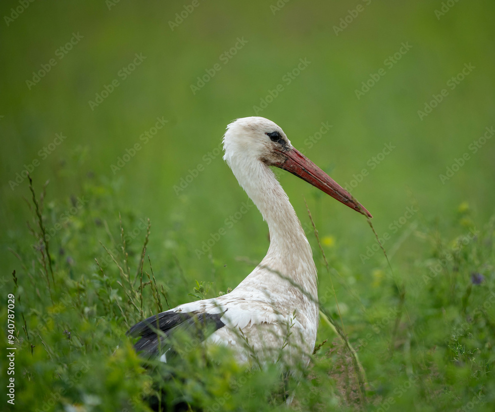 Fototapeta premium The white stork (Ciconia ciconia) is a large bird in the stork family, Ciconiidae. Its plumage is mainly white, with black on the bird's wings.