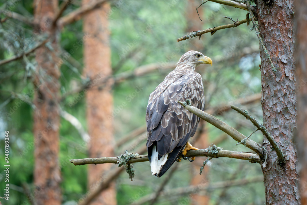 The white-tailed eagle (Haliaeetus albicilla), sometimes known as the 'sea eagle', is a large bird of prey, widely distributed across temperate Eurasia. The white-tailed eagle (Haliaeetus albicilla), sometimes known as the 'sea eagle', is a large bird of prey, widely distributed across temperate Eurasia.