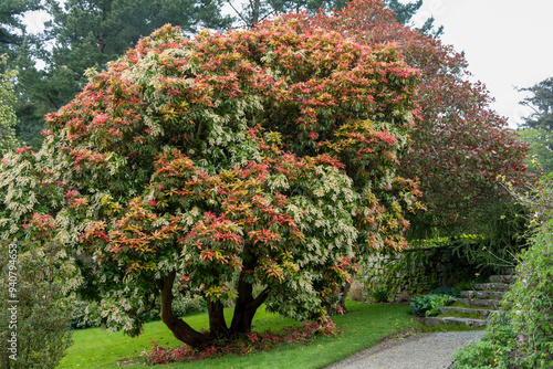 close-up of a large Japanese adromeda (Pieris Formosa) photo