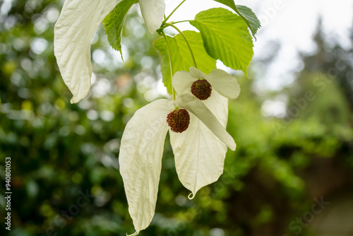 close-up of flowering davidia involucrata var vilmoriniana, the handkerchief tree