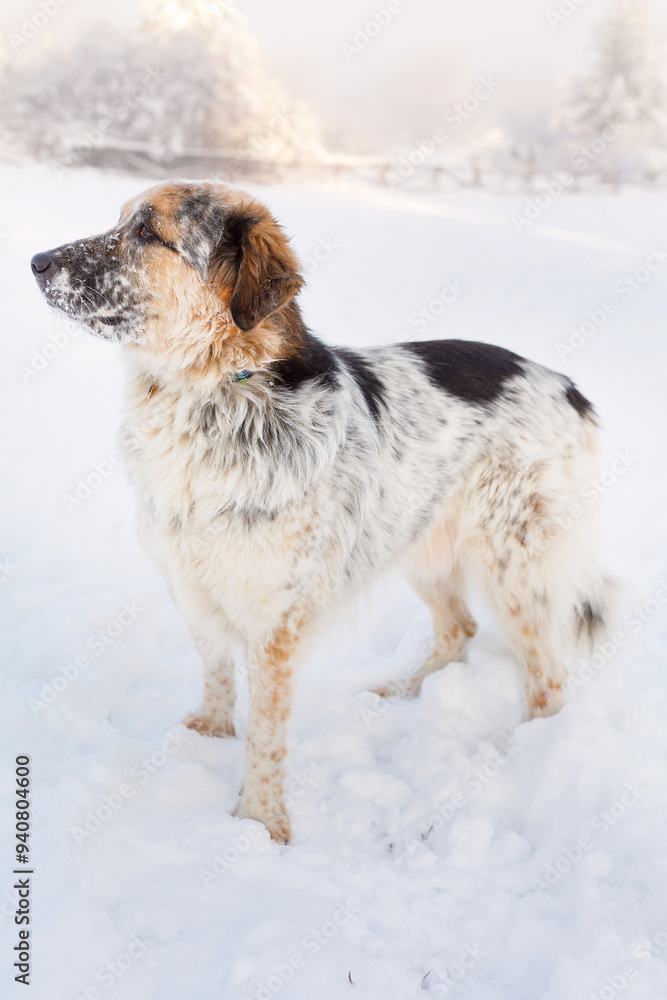 Large white, black and brown color dog in snow Large white, black and brown color dog in snow