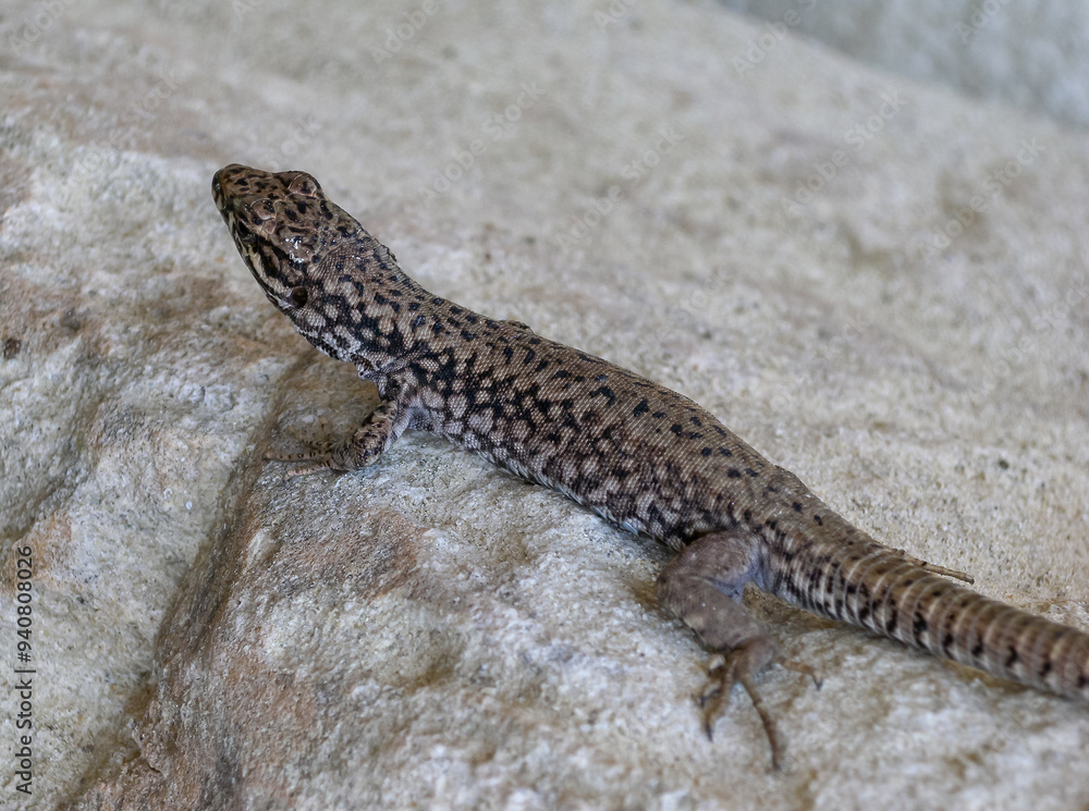 The filfola lizard (Podarcis filfolensis) basking in the sun on the rocks, Bulgaria The filfola lizard (Podarcis filfolensis) basking in the sun on the rocks, Bulgaria