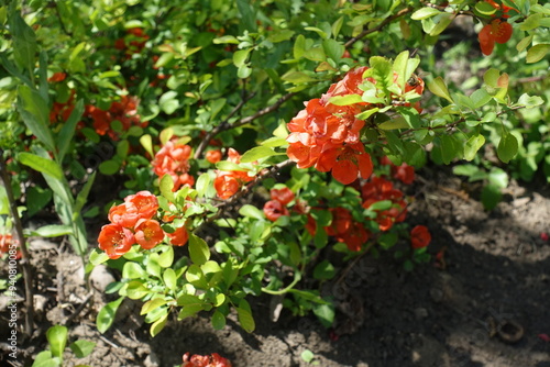 Blossoming branch of Chaenomeles japonica in mid May photo