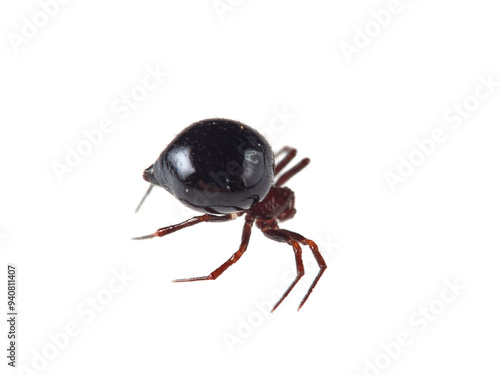 Red and black spider with a very large abdomen on a white background. Spider genus Zodarion