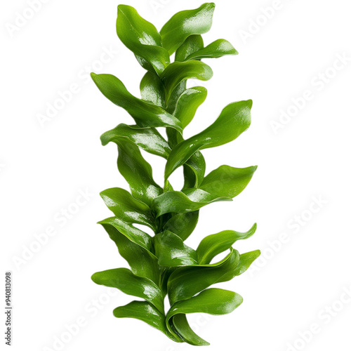 Wavy green seaweed strand flowing elegantly isolated on transparent background 