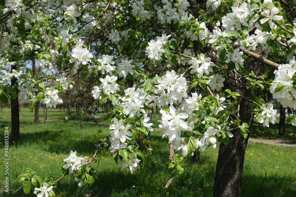 Ample amount of white flowers of apple tree in May