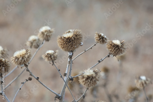 Wallpaper Mural dry seed balls of Echinops sphaerocephalus Torontodigital.ca