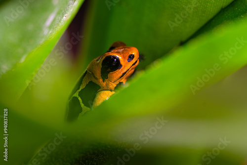 Fantastic frog, Ranitomeya fantastica, a species in the family Dendrobatidae.  photo