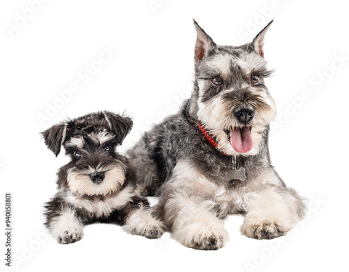 Miniature schnauzer puppy and dog lie together next to each other isolated