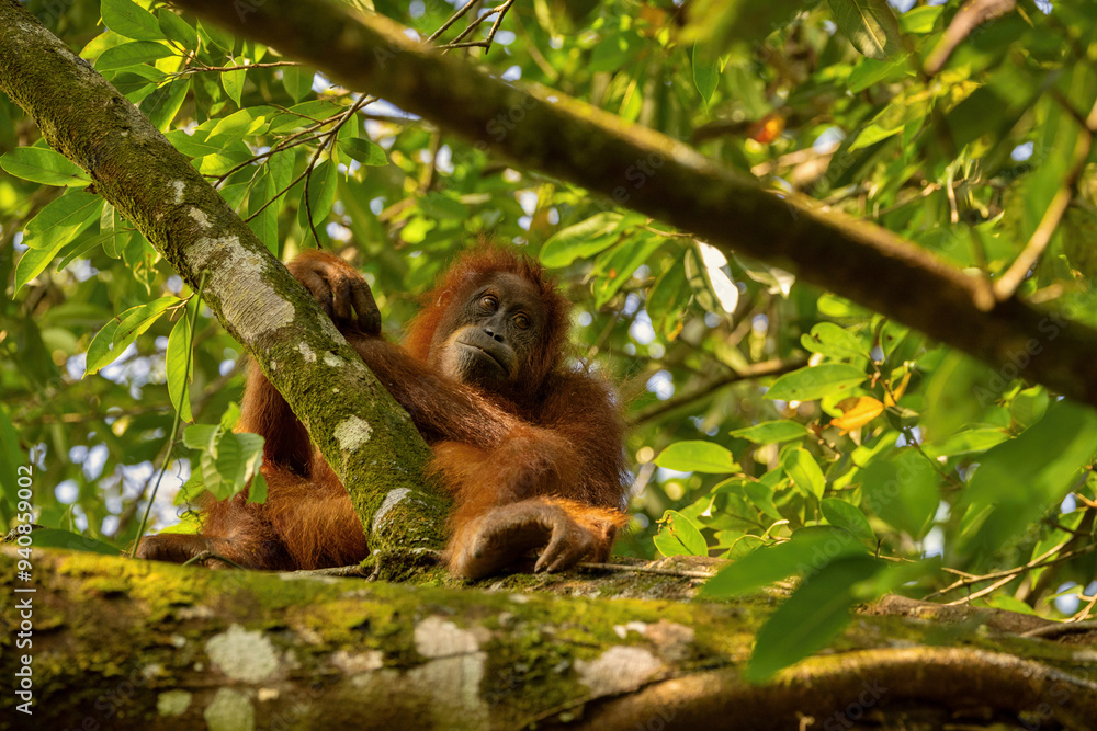 Naklejka premium Sumatran orangutan in its whole beauty. Amazing sumatran jungle. Beautiful sumatran wildlife. Adventure paradise. Rare and endangered species. Pongo abelii.