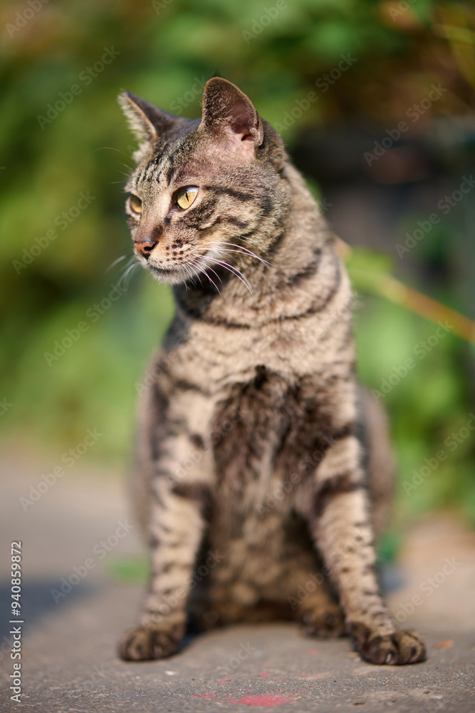 A cute stray cat in Cha Kwo Ling, Hong Kong A cute stray cat in Cha Kwo Ling, Hong Kong