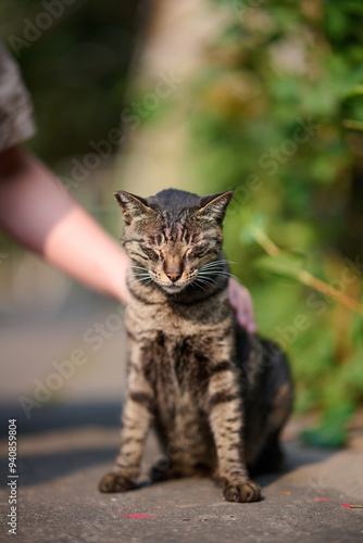 A cute stray cat in Cha Kwo Ling, Hong Kong 