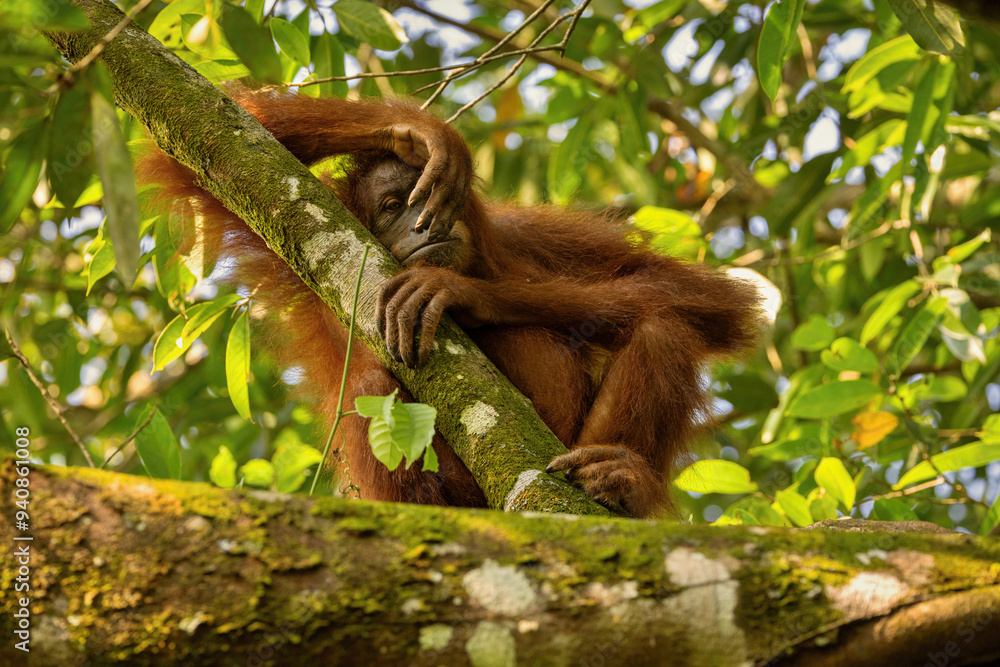 Sumatran orangutan in its whole beauty. Amazing sumatran jungle. Beautiful sumatran wildlife. Adventure paradise. Rare and endangered species. Pongo abelii. Sumatran orangutan in its whole beauty. Amazing sumatran jungle. Beautiful sumatran wildlife. Adventure paradise. Rare and endangered species. Pongo abelii.