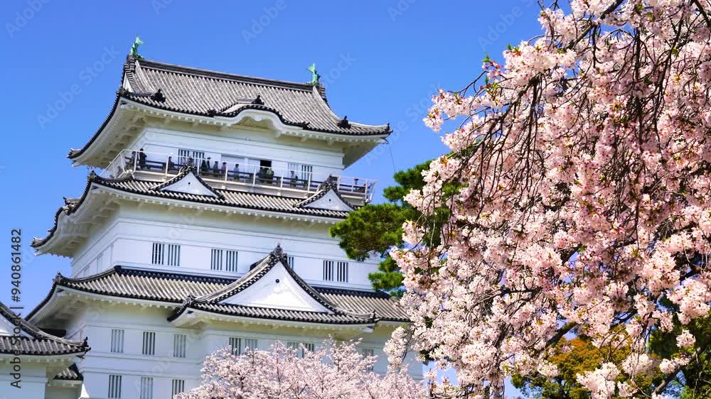 【神奈川県・小田原市】春の小田原城址公園、風になびく桜と天守閣の風景
Odawara Castle Park in spring, cherry blossoms fluttering in the wind and castle tower. - Kanagawa, Japan 【神奈川県・小田原市】春の小田原城址公園、風になびく桜と天守閣の風景
Odawara Castle Park in spring, cherry blossoms fluttering in the wind and castle tower. - Kanagawa, Japan
