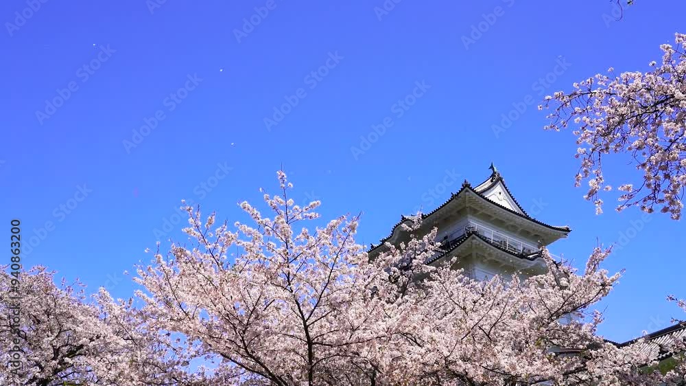 【神奈川県・小田原市】春の小田原城址公園、青空に舞う桜と天守閣 ティルトダウン
Odawara Castle Park in spring, cherry blossoms dancing in the blue sky and castle tower. - Kanagawa, Japan - 4k video - tilt down 【神奈川県・小田原市】春の小田原城址公園、青空に舞う桜と天守閣 ティルトダウン
Odawara Castle Park in spring, cherry blossoms dancing in the blue sky and castle tower. - Kanagawa, Japan - 4k video - tilt down