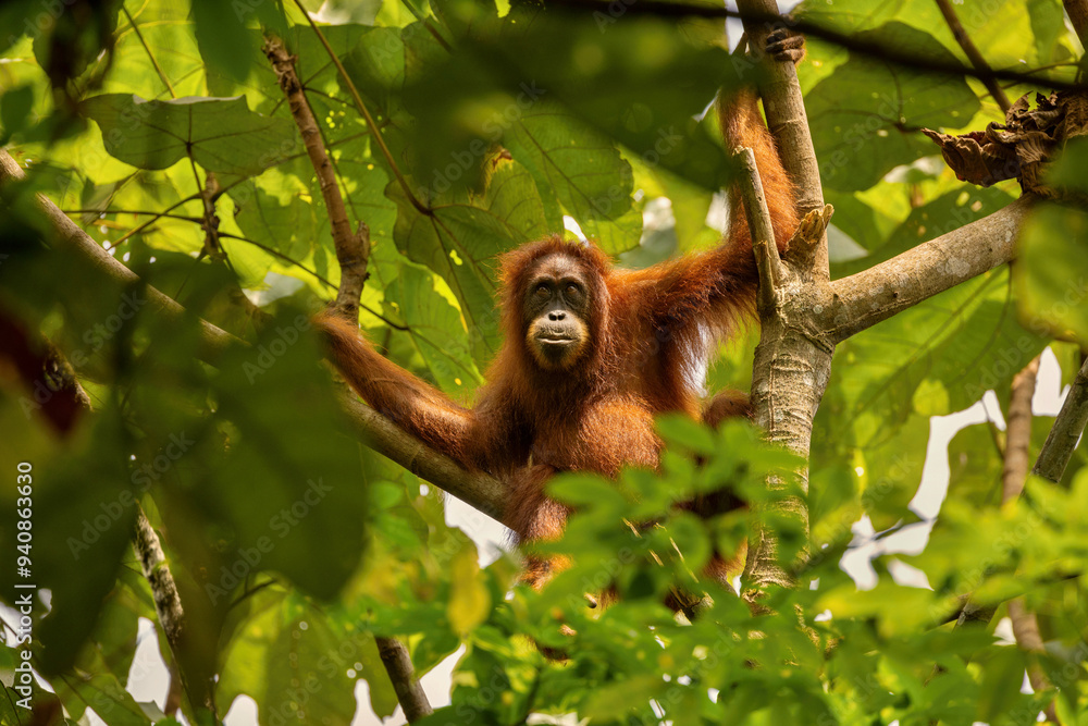 Fototapeta premium Sumatran orangutan in its whole beauty. Amazing sumatran jungle. Beautiful sumatran wildlife. Adventure paradise. Rare and endangered species. Pongo abelii.