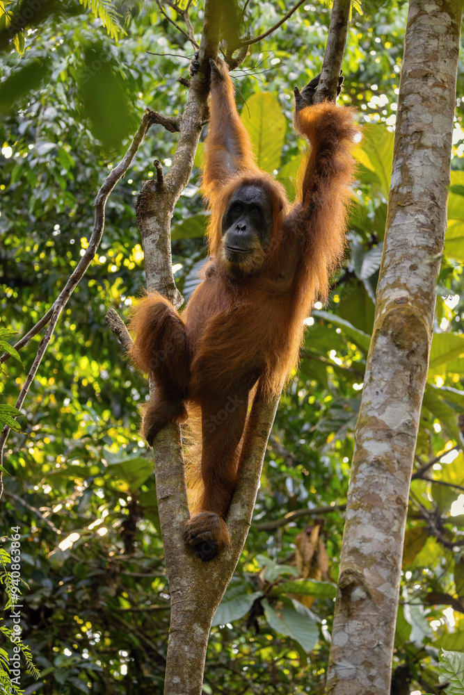 Naklejka premium Sumatran orangutan in its whole beauty. Amazing sumatran jungle. Beautiful sumatran wildlife. Adventure paradise. Rare and endangered species. Pongo abelii.