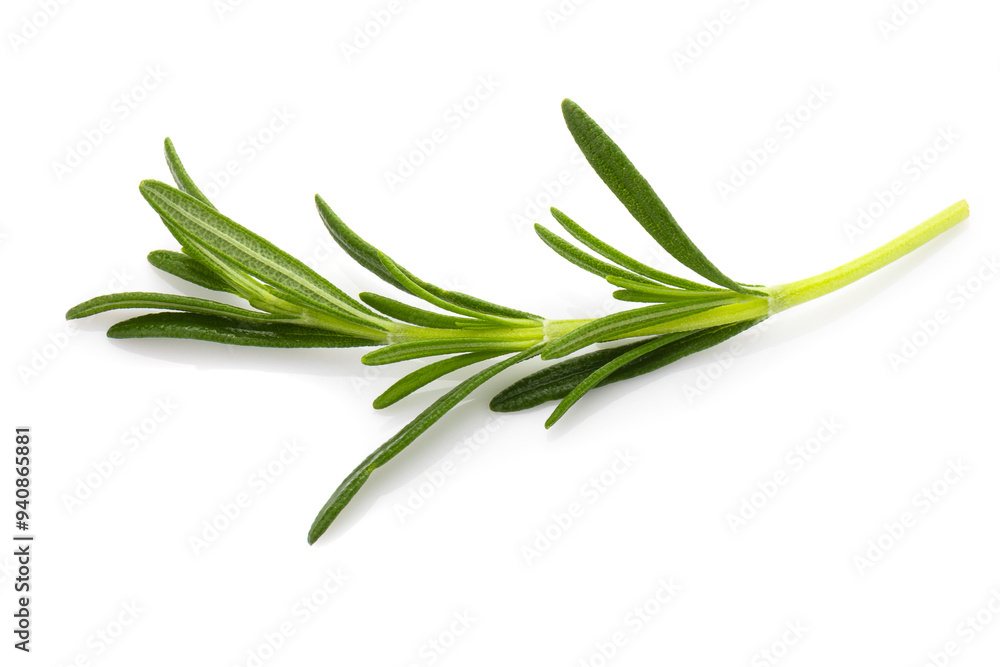 Fototapeta premium Rosemary leaf herbal is spices isolated on a white background.