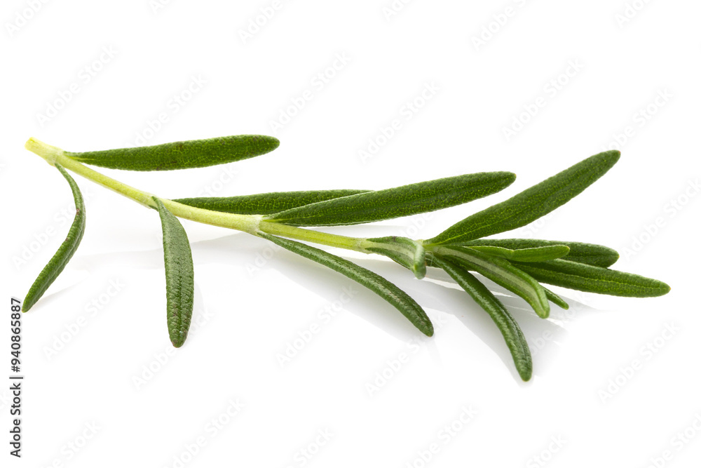 Rosemary leaf herbal is spices isolated on a white background. Rosemary leaf herbal is spices isolated on a white background.