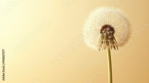 Wallpaper Mural single dandelion with delicate seeds floating against a pale yellow background, with ample space for text Torontodigital.ca