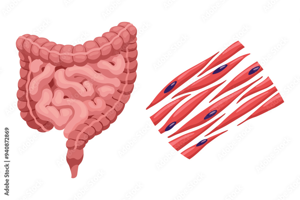 Smooth muscles tissue with specific function. Medical poster design illustration. Science educational symbol Smooth muscles tissue with specific function. Medical poster design illustration. Science educational symbol
