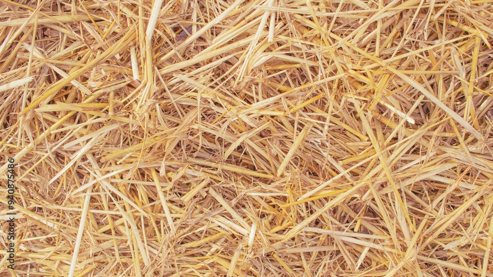 Wheat dry straw texture background, beveled wheat, cereal crops, top view Wheat dry straw texture background, beveled wheat, cereal crops, top view