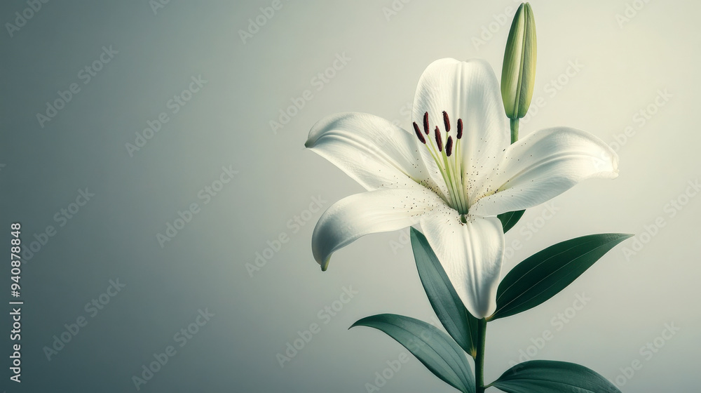 single lily flower against a light gray background, with a minimalist aesthetic and ample space for copy single lily flower against a light gray background, with a minimalist aesthetic and ample space for copy