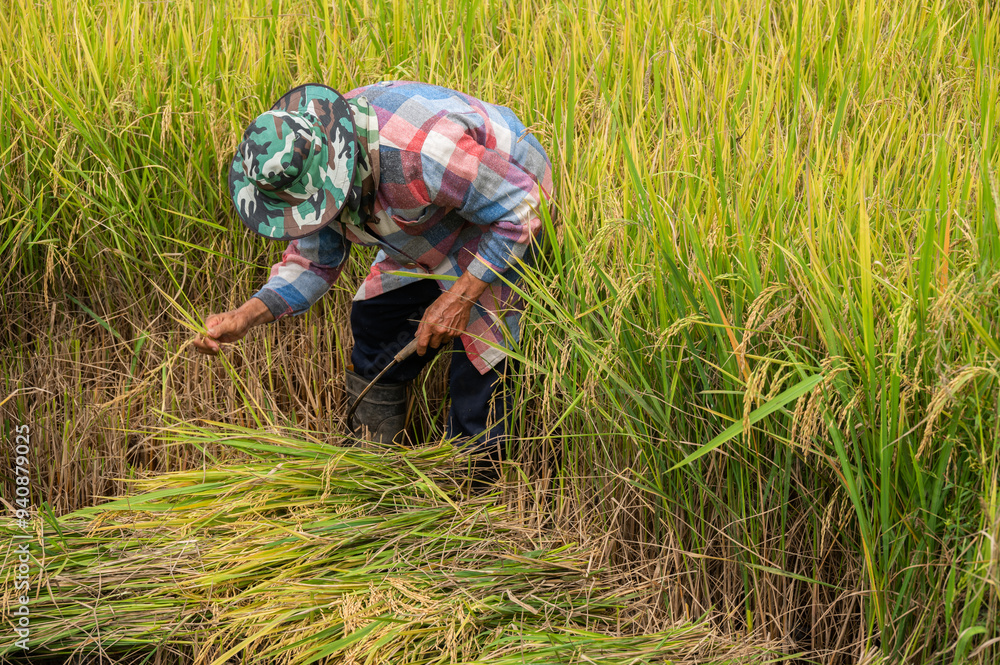 Thai farmer while harvesting rice paddy in rice field. Agriculture is a key economic driver in Thailand. Thai farmer while harvesting rice paddy in rice field. Agriculture is a key economic driver in Thailand.