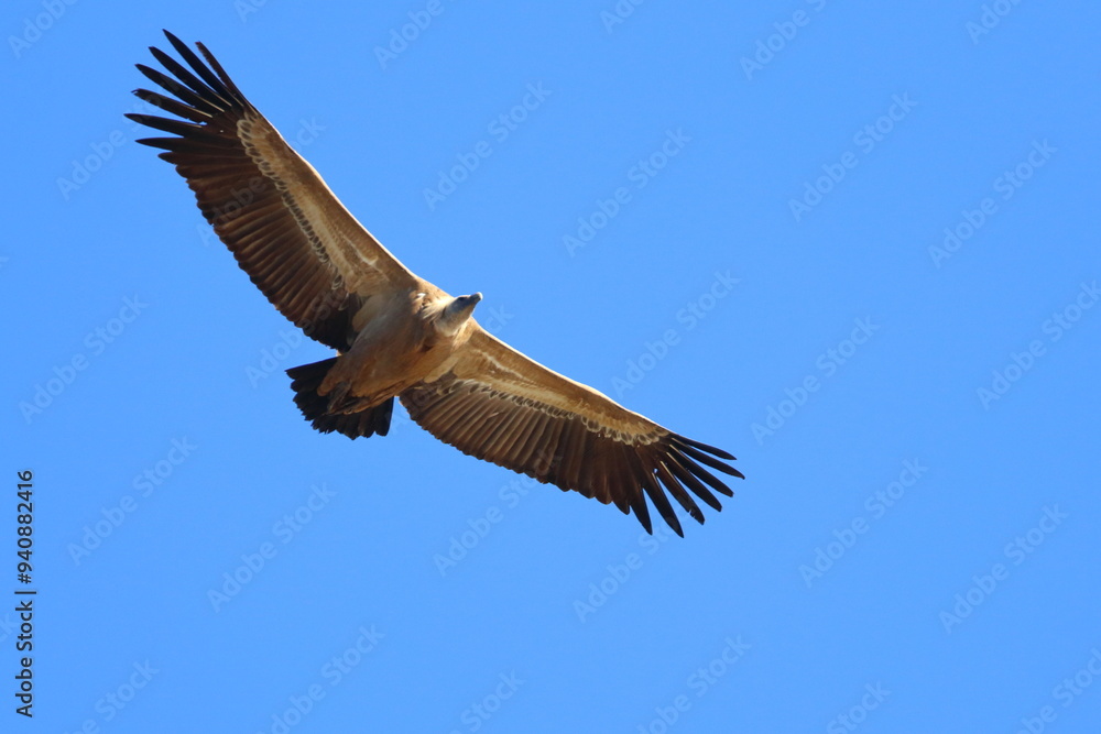 Obraz premium griffon vulture