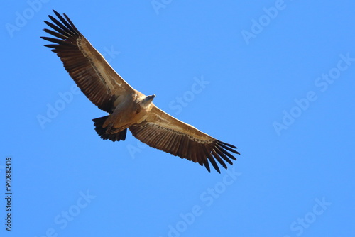 griffon vulture