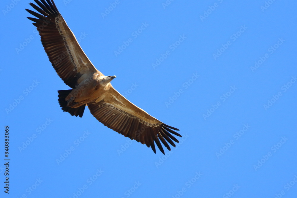 Fototapeta premium griffon vulture