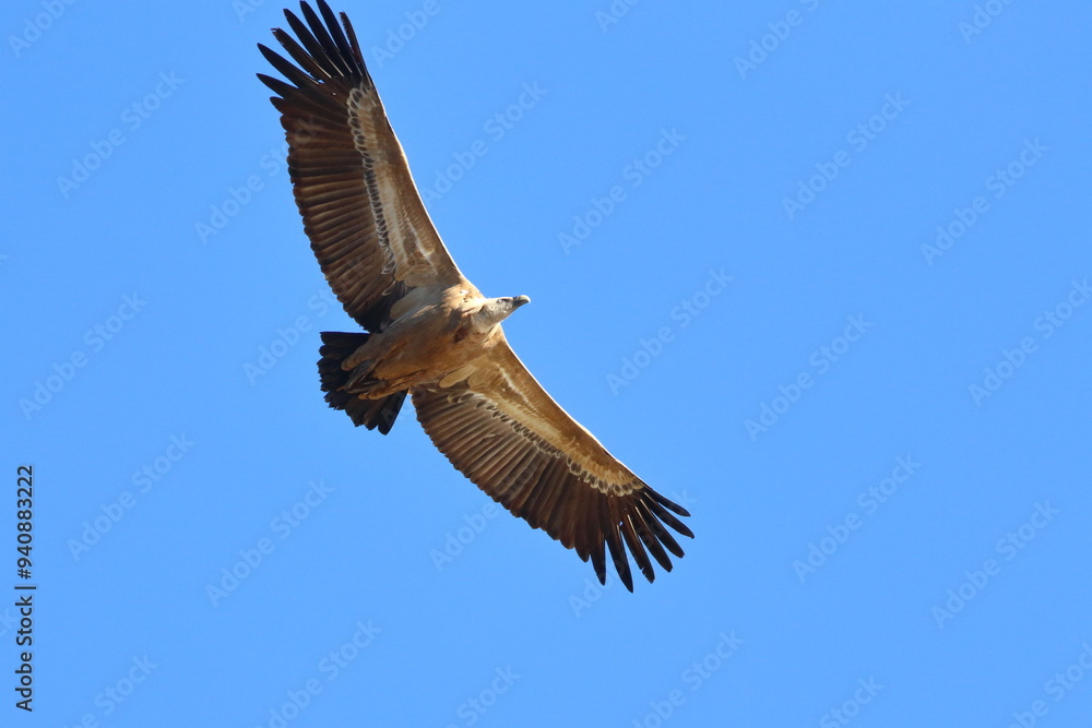 Fototapeta premium griffon vulture